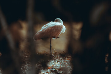 bird