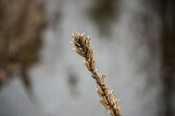 Plants growing in a field in early spring