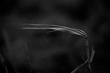 Dried up grass in meadow in black and white