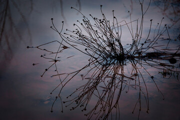 Wild dried up grass in a bog