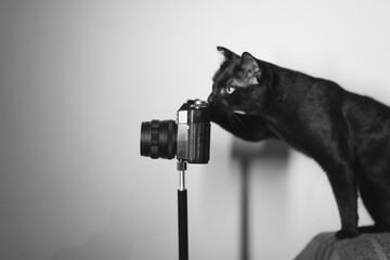 The cat and the camera.