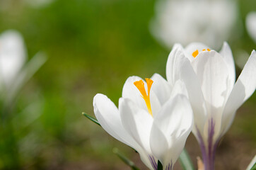 Spring white flowers Crocus Jeanne d'Arc. Beautiful petals and stamens close-up. Meadow blossoming plants