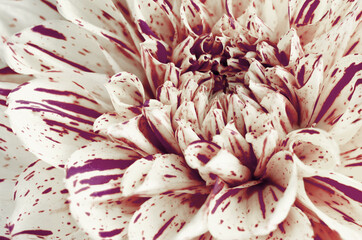 Abstract background with Dotted petals of Dahlias flower macro.