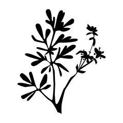 Common Rue herbal silhouette isolated on white background. Hand drawn vector flat botanical illustration. Design for card, pattern, textile