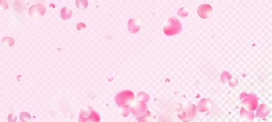 Fototapeta na wymiar Rose Petals Falling Confetti. Flying Japanese Rose Sakura Cherry