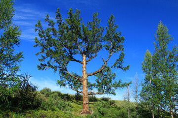 Fototapeta premium A large tree with spreading branches on a mountainside against the background of a clear sky in summer, trees grow nearby, summer, sunny
