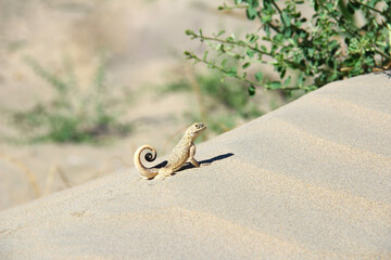 Little lizard sits on a sand dune, summer sunny day, bushes grow nearby, desert landscape