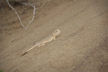 On the slope of the sandy Singing dune in Altyn-Emel, a lizard sits, looks at the camera, summer, sunny