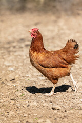 Red-headed laying hen free