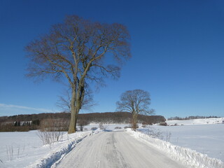 Winter landscape with snowy road between trees, Trzepowo, Pomorskie Province, Poland