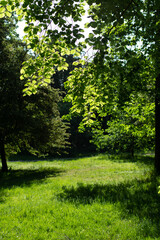 Fresh greenery under a clear sky