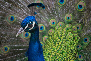 Fototapeta na wymiar Exotic peacock portrait. Vibrant colors