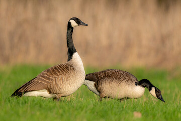 Canadian goose on the green