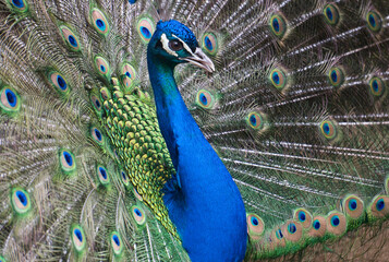 Obraz premium Exotic peacock portrait. Vibrant colors