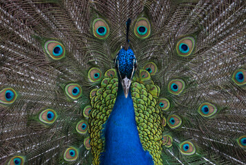 Obraz premium Exotic peacock portrait. Vibrant colors