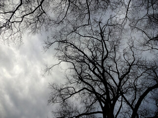 Spooky Tree Branches against a Threatening Sky