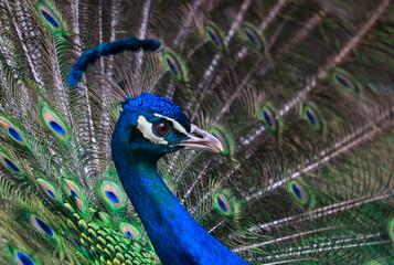 Obraz premium Exotic peacock portrait. Vibrant colors