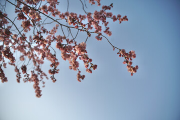 Kirschblüte einer Zierkirsche, der japanischen Sakura, Prunus serrulata Kanzan