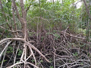 Mangroves in Manuel Antonio National Park in Puntarenas, Costa Rica