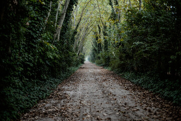 Camino, way , campo, arboles