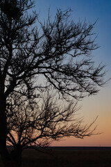 A big tree in the night sky