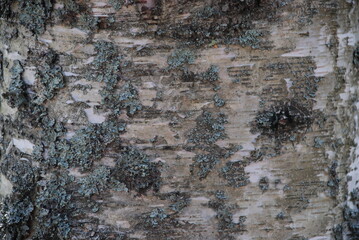 White-black birch tree trunk in the shade. Spring sunny day, close-up on a part of a birch trunk. Bark on a tree in different shades of white and black.