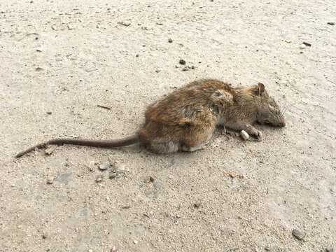 Rattus norvegicus. Dead grey rat on the road