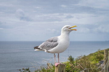 Fototapeta na wymiar Large seagull sitting on wooden pole has open beak and looking at camera. Wild Atlantic Way in Dingle, Kerry, Ireland
