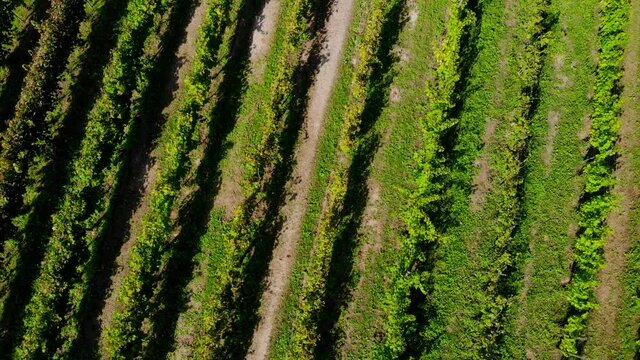 Green wine vineyards in Poland.