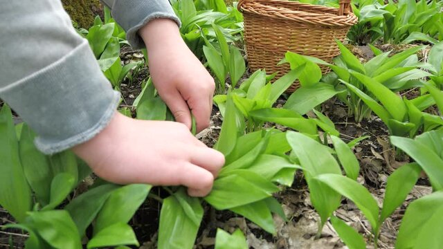Woman harvesting bear garlic in a wicker basket in the spring deciduous forest. The wild herb has a beneficial effect on the human body.