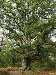 alter Eichenbaum im Naturschutzgebiet Urwald Sababurg