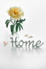 Single yellow, pale orange peony flower in trendy modern glass vase on white table. Wooden text Home and petals on off white table. Natural light, shadows.