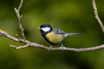 Fototapeta premium A male great tit with green vegetation background 