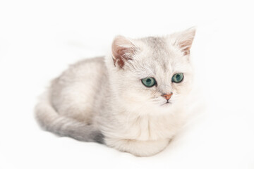 Obraz premium Small white British kitten on a white blanket. Funny curious pet. Copy space.