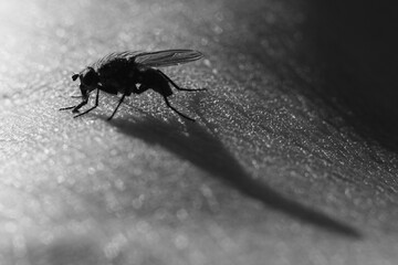 Close up of a fly on skin