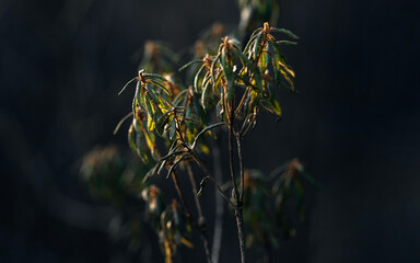Evergreen Ledum shrub at spring sunny day