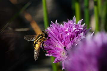 Close up macro shot of a bee pollinating a wild chive flower
