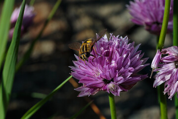 Close up macro shot of a bee pollinating a wild chive flower