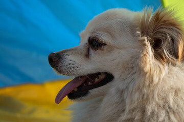 cute spitz dog with color background