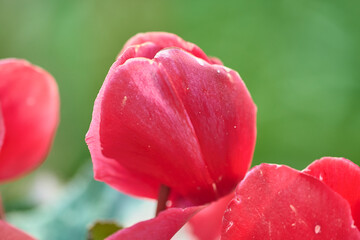 Pink flower petals. Tulipa gesneriana