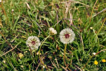 A dandelion flower surrounded by vegetation