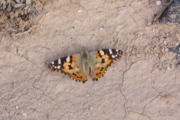 Vanessa cardui is a well-known colourful butterfly