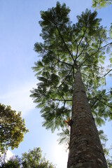 Fototapeta premium pine tree with sky