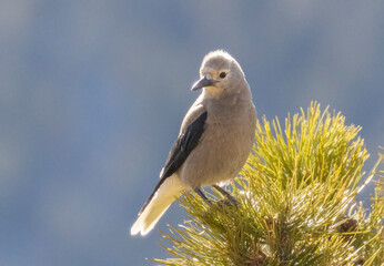 Clark's Nutcracker