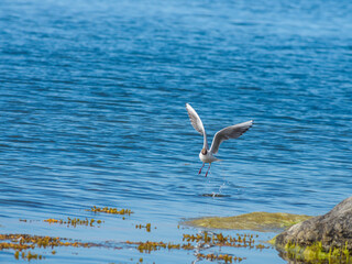 Black headed gull taking off from the sea surface