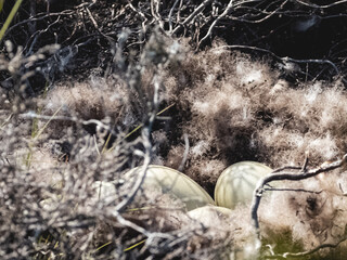 Eider eggs in the nest