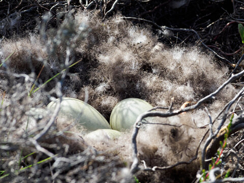Eider duck eggs in a nest