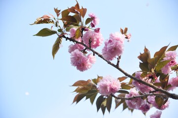 Double cherry blossoms in full bloom.