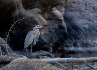 Great Blue Heron