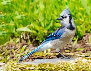 Obraz premium Bluejay bird posing on the ground with green background 